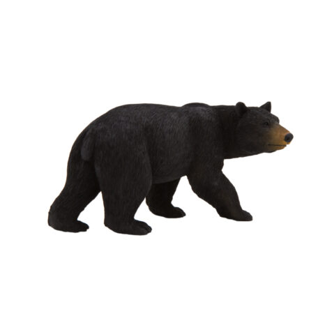 Mojo-American Black Bear