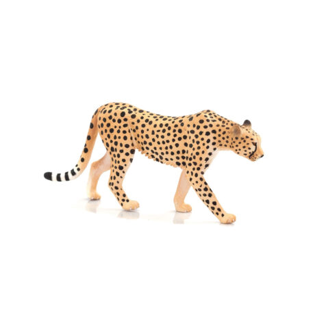 Mojo-Cheetah Male