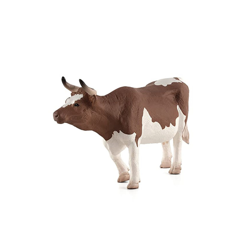 Mojo-Simmental Cow