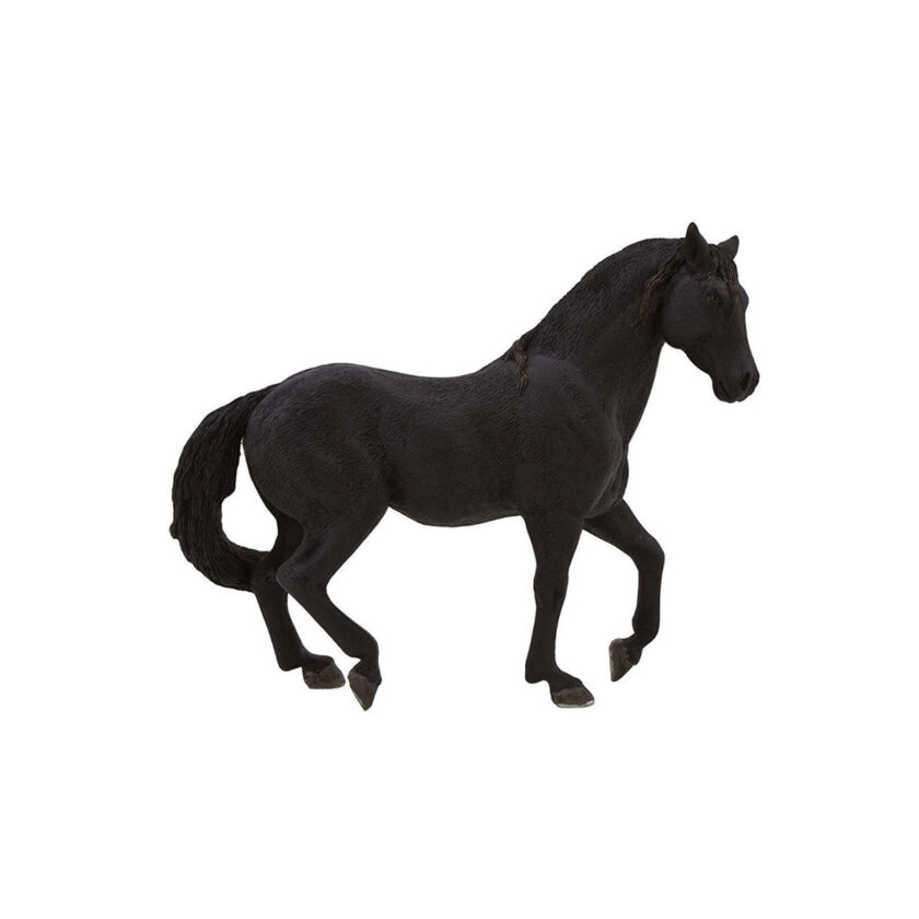 Mojo-Andalusian Stallion