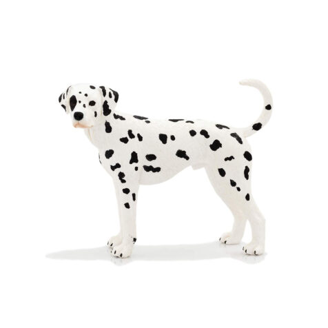 Mojo-Dalmatian