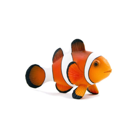 Mojo-Clown Fish
