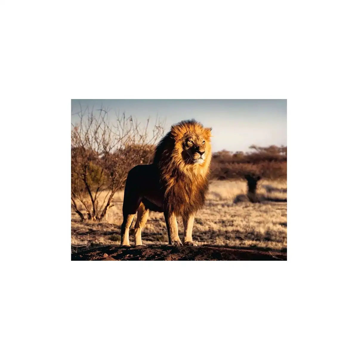 Lions in the Savanna, Adult Puzzles, Jigsaw Puzzles, Products