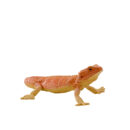 Mojo-Wildlife Bearded Dragon 9.5 CM