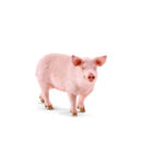 ფიგურა ღორი 14.5x10 სმ Farm World Schleich