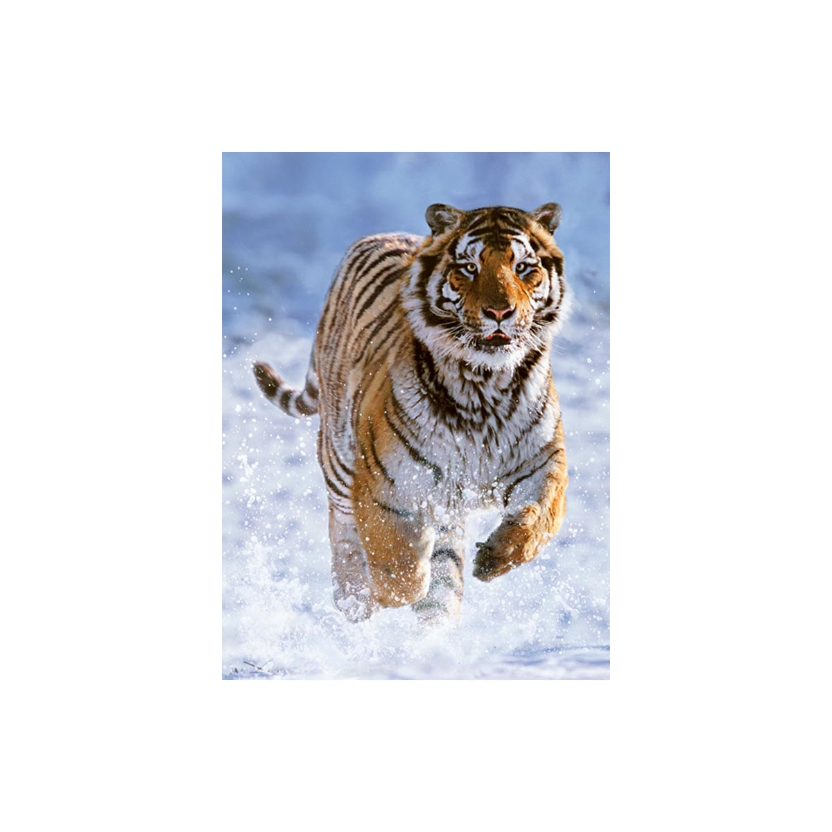 ფაზლი 500 ნაწილით Tiger in the Snow Ravensburger - Image 2